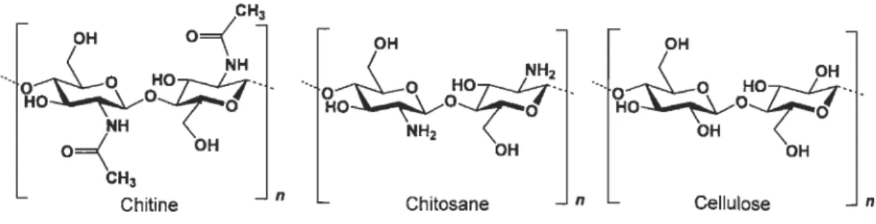 Figure 1.5  Structure chimique de la chitine et du  chitosane. 