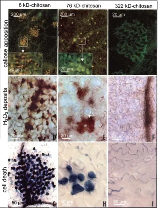 Figure 1.6  Les différentes réponses de  défense  induites par le  traitement au  chitosane  (Source : Iriti  et al