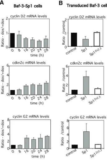 Figure S1 Sp1 constructs used in the study. Wild-type of Sp1 (Sp1) consists of four transactivation domains (A to D) and a  DNA-binding domain (DBD) composed of three Zinc fingers