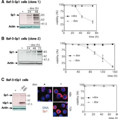 Figure 1. Deregulation of the expression of wild-type but not truncated cytoplasmic Sp1 induces apoptosis
