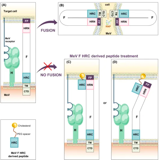 Figure 6. MeV F heptad repeats at the C terminal domain (HRC)-derived peptide.  Following its  engagement with any MeV receptor, H triggers F which inserts its fusion peptide in the host  membrane (A)