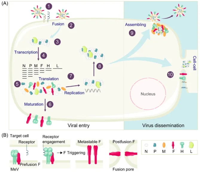 Figure 1. Measles Virus (MeV) replication cycle. (A) In order to infect a susceptible and permissive  cell, MeV binds to its entry receptors on the cell surface (1) and initiates the virus-cell membrane  fusion (2), as described in detail in (B)