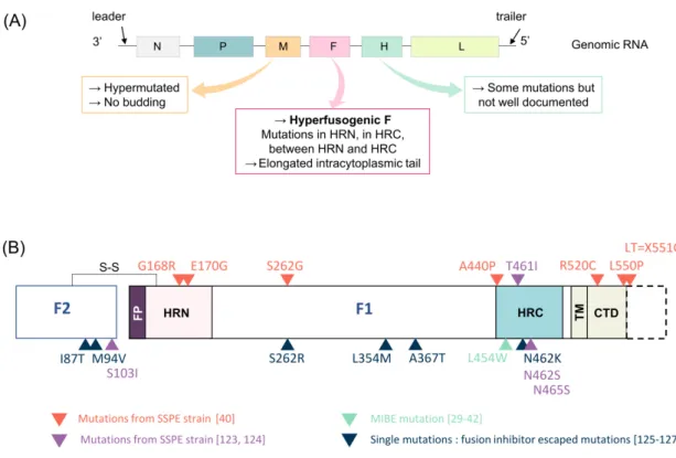 Figure 3. MeV F gene mutations related to CNS infection. (A) Schematic of MeV genome showing the  most common mutations found in SSPE cases