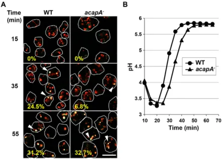 Fig. 2. Endosomal pH variations in acapA 2 cells. (A) To monitor pH neutralization of lysosomes, cells were incubated simultaneously with dextran coupled to Oregon Green and TRITC-conjugated dextran (which have pH-sensitive and pH-insensitive fluorescence,