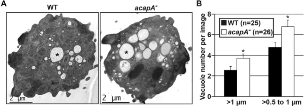 Fig. 4. Ultrastructural analysis of endocytic compartments in acapA 2 cells. To determine whether acapA 2 cells are morphologically different from WT cells, cells grown in HL5 were processed for transmission electron microscopy