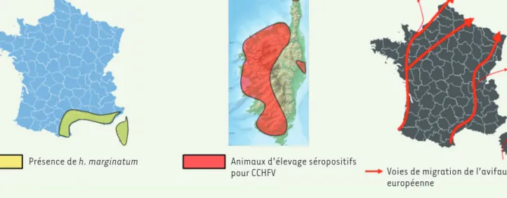 Figure 3. Distribution du vecteur et d’une sérologie positive pour le CCHFV en France