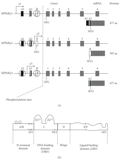 Figure 1: (a) Schematic representation of PPARγ genes, mRNA, and proteins. The 5  exons A1, A2, B can be alternatively spliced to give rise to the diﬀerent PPARγ isoforms