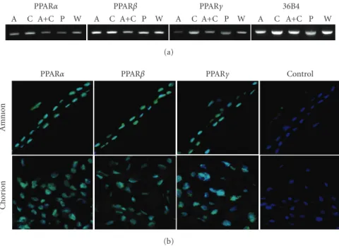Figure 2: PPARs expression in term placenta and amniotic membrances. (a) RT-PCR assays of PPARα, PPARβ, and PPARγ mRNA in amnion, chorion, placenta, and WISH cells
