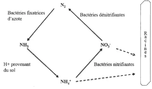 Figure 1.1  Cycle de  l'azote atmosphérique . 