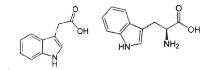 Figure 1.2  Molécule d'IAA et son précurseur le tryptophane. 