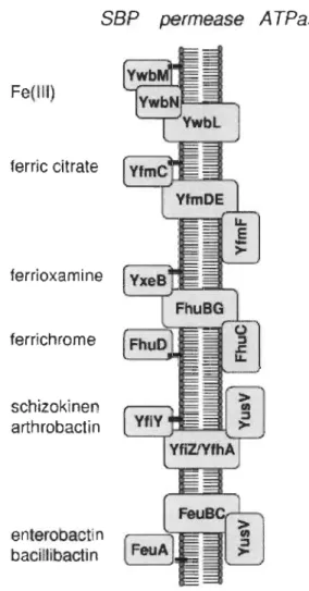 Figure 1.4  Principales voies pour l'assimilation du fer chez B. subtilis  [99]. 