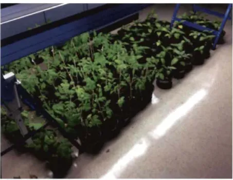 Figure 2.1  Configuration  des  plants  de  tomates  et  de  poivrons  lors  des  essais  de  croissance