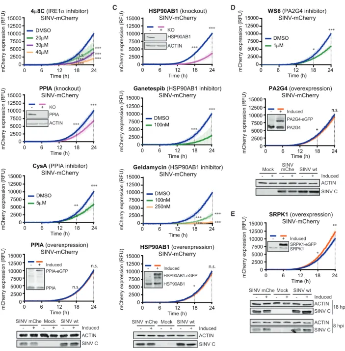 Figure 6. Impact of Stimulated RBPs in SINV Infection