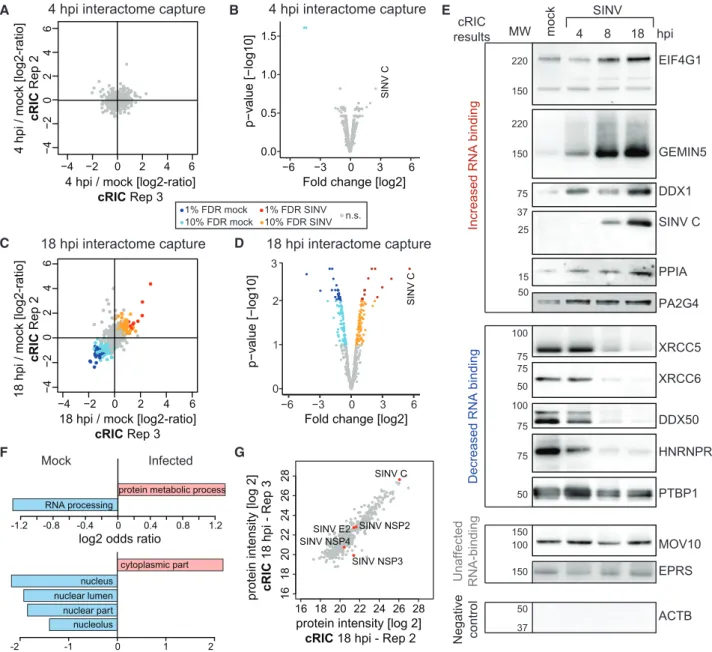 Figure 2. Analysis of the RNA-Bound Proteome in SINV-Infected HEK293 Cells by cRIC