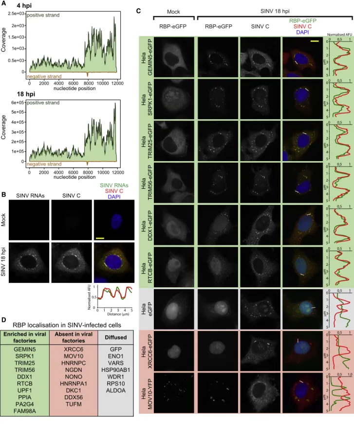 Figure 4. Host RBP Localization in SINV-Infected Cells