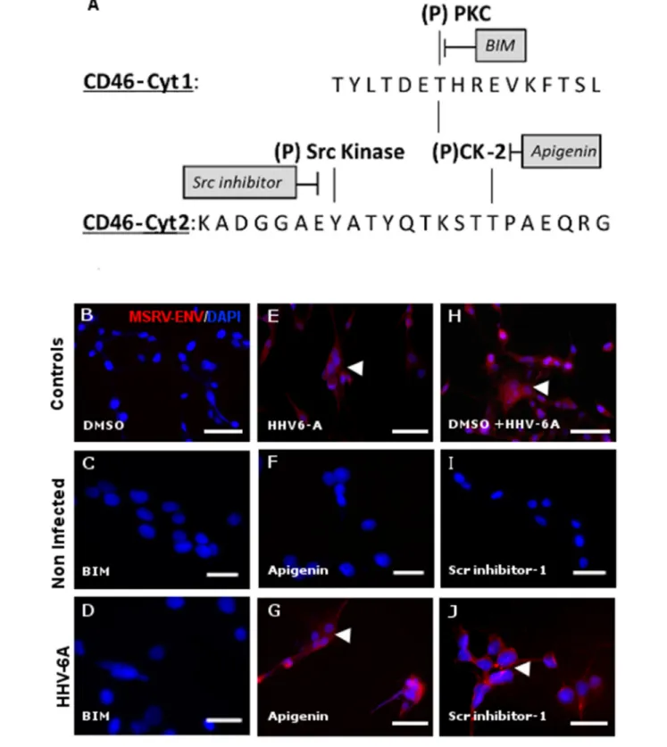 FIGURE 7 | Activation of MSRV-Env expression requires protein kinase C activity. (A) Schematic representation of putative phosphorylation sites within CD46-Cyt1 and Cyt2 and candidate kinases and their inhibitors (PKC: Protein Kinases C; CK-2: Casein Kinas