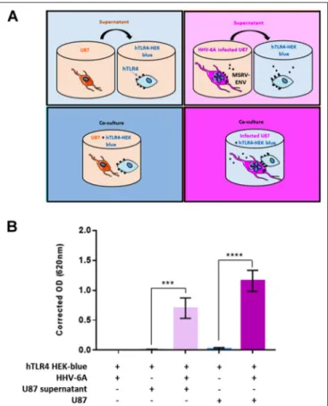 FIGURE 8 | HHV-6A-induced MSRV-Env triggers human TLR4. (A) Schematic presentation of experimental conditions