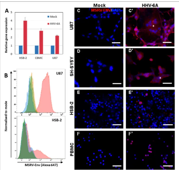 FIGURE 1 | HHV-6A infection induces expression of MSRV-Env in different cell types. (A) HSB2 cells, cord blood mononuclear cells (CBMC) and U87 cells were infected with HHV-6A at MOI 1 or incubated with the mock control for 24 h and MSRV env expression was