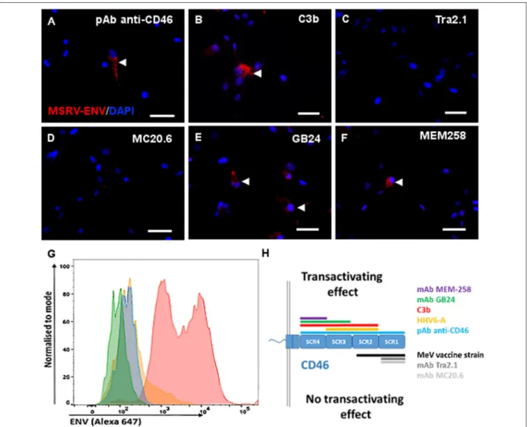 FIGURE 5 | Engagement of CD46-SCR3 and/or CD46-SCR4 trigers intracellular and cell surface MSRV-Env expression