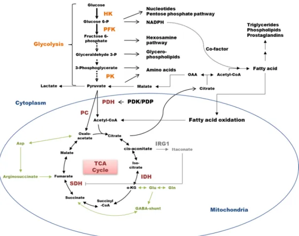 Figure 1. Glucose catabolism and connected metabolic pathways. Glucose entering the cell is first processed by glycolysis  through a series of enzymatic reactions involving 3 rate-limiting enzymes in orange (hexokinase—HK,  phosphofructoki-nase—PFK and pyr