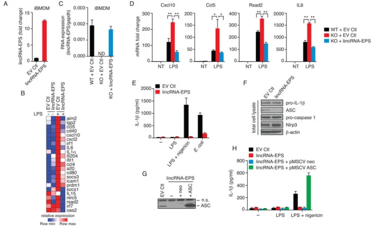 Figure 3. Gain-of-function and rescue studies demonstrate that lincRNA-EPS acts as a repressor  of IRG expression