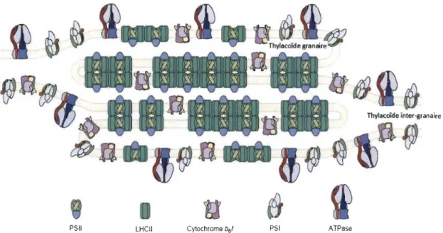 Figure 1.4  PSII  LHCII  •  ..  AI  .. l l l ·l .. ....... ... ~ ~ ~  ~ y 'li) . .  ..