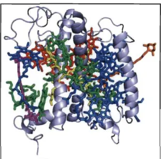 Figure 1.8  Structure  cristalline  de  LHCII  de  l'épinard  (d'après:  Liu  et  al.,  2004)