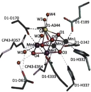 Figure 1.10  Structure  du  complexe  de  MI40sCa et  les  ligands  de  son environnement  (d'après: Umena  et al., 2011)  