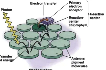 Figure 1.16  Transfert de l'énergie lumineuse absorbée par les antennes collectrices de  lumière jusqu' au CR du photo système (d ' après: Raven  et al