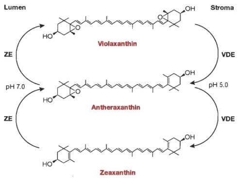 Figure 1.19  Cycle des xanthophylles se déroulant chez les plantes. 