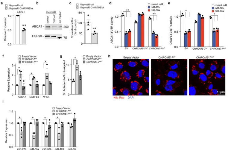 Figure 6. CHROME regulates cholesterol efflux in macrophages via its interaction with miRNAs.