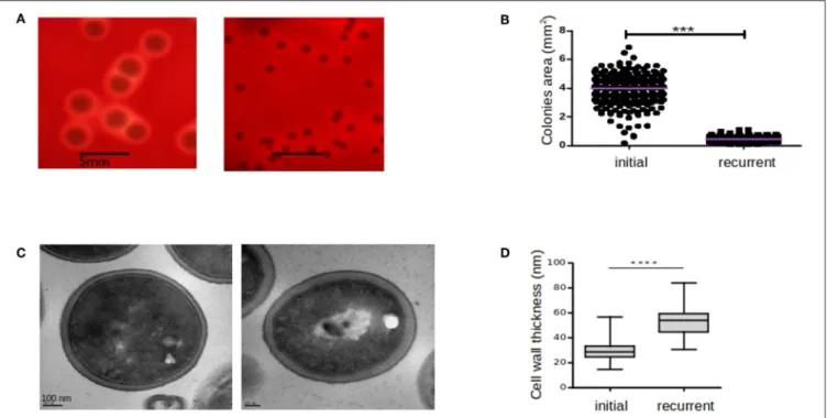 FIGURE 2 | Comparison of colony sizes, hemolytic activities, and cell wall thickness between initial and recurrent infections