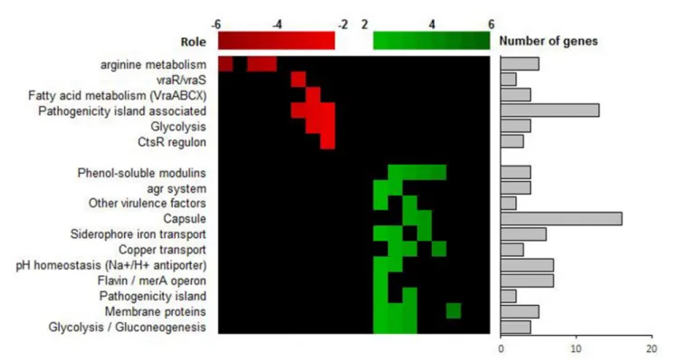 FIGURE 3 | Transcriptional analysis of SCV strain ST20130945 and parental strain ST20130944