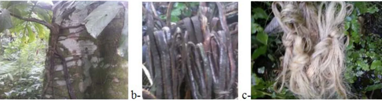 Fig. 2.4 – Le Recktophylum camerunense a- plante b- racines à l’origine des fibres c- Fibres lavées