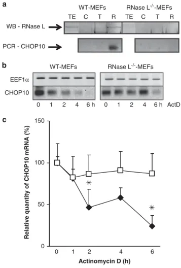 Figure 3 RNase L is associated with CHOP10 mRNP and specifically degrades CHOP10 mRNA