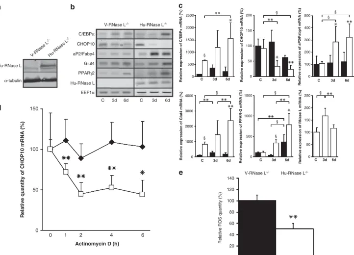 Figure 5 Ectopic expression of Hu-RNase L in RNase L !/! -MEFs. (a) Hu-RNase L expression was measured in V-RNase L !/! -MEFs (V-RNase L !/! ) and Hu-RNase L !/! -MEFs (Hu-RNase L !/! ) by western blot using a specific antibody against Hu-RNase L