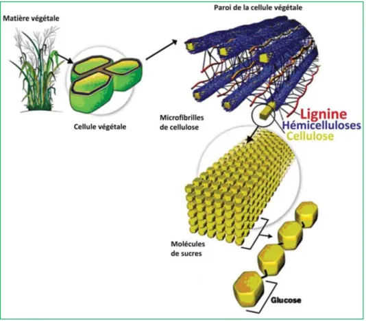 Figure 11 : Représentation schématique des trois constituants principaux des plantes lignocellulosiques 