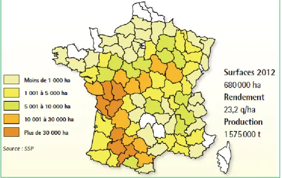 Figure  15  :  Répartition  géographique  des  surfaces  françaises  dédiées  à  la  culture  du  tournesol  en  2012  (Proléa, 2013) 