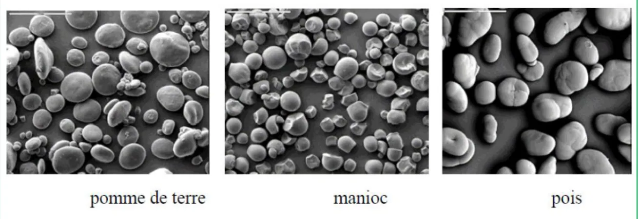 Figure  27  :  Grains  de  différents  amidons  observés  en  microscopie  électronique  à  balayage  MEB  (grossissement x 280) (Boursier, 2005) 