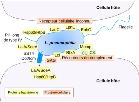 Figure 9 : Protéines de L. pneumophila impliquées dans l’adhésion de la bactérie aux      cellules hôtes 