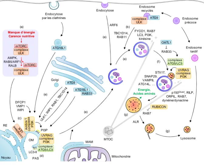 Figure 21 : Schéma global de l’autophagie 