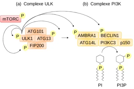 Figure 24 : Les complexes d’initiation de l’autophagie 