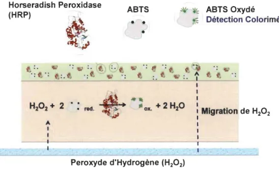 Figure 4-2 Méthode d'utilisation des papiers bioactifs à  base d'enzyme HRP 