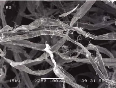 Figure 3-1 Pâte NBSK  Ro  non raffinée 