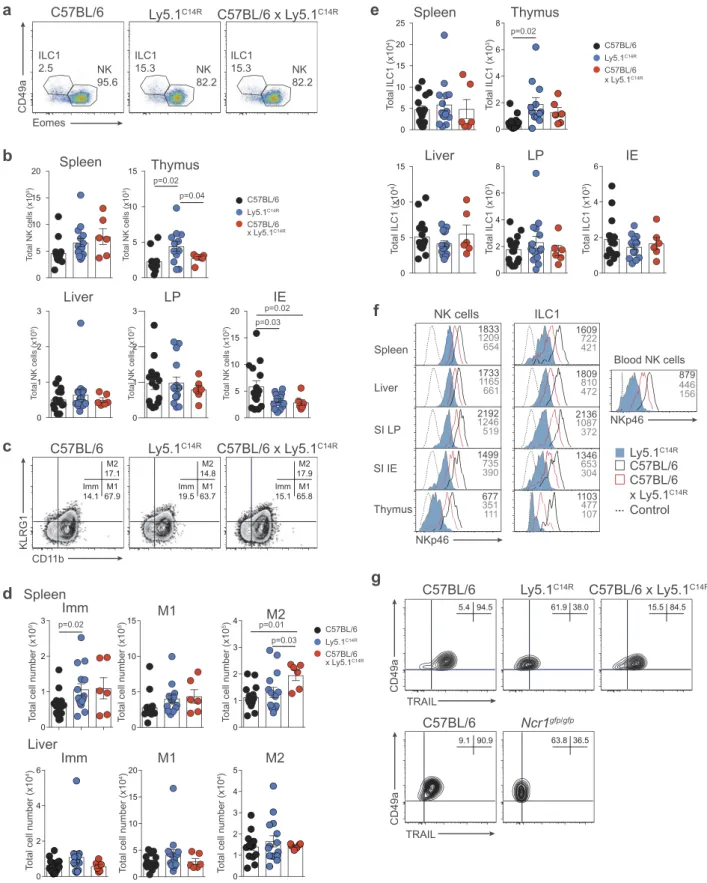 Figure 2. Disruption of NK cell homeostasis and maturation of ILC1 and NK cells in Ly5.1 C14R mice