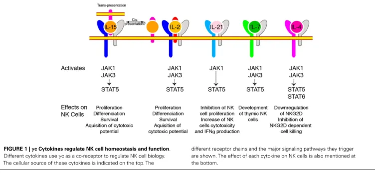 FIGURE 1 | γ c Cytokines regulate NK cell homeostasis and function.