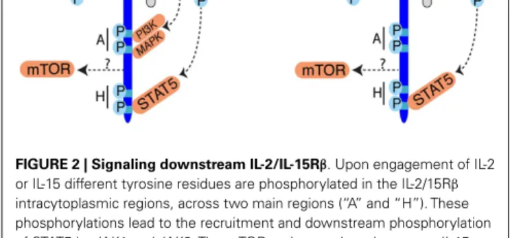 FIGURE 2 | Signaling downstream IL-2/IL-15Rβ. Upon engagement of IL-2 or IL-15 different tyrosine residues are phosphorylated in the IL-2/15R β intracytoplasmic regions, across two main regions (“A” and “H”)