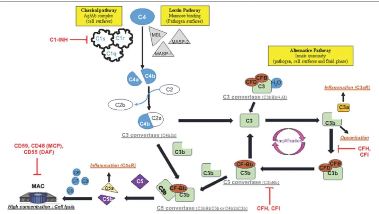 FIGURE 1 | Schematic representation of complement activation pathways: The complement system is composed of three pathways (classical, lectin, and alternative pathway) that involve a collection of blood and cell surface proteins to eliminate pathogens from