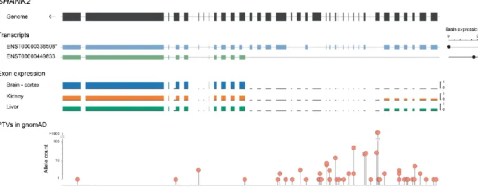 Figure  2.  Distribution  of  truncating  variants  in  gnomAD  across  SHANK2  transcripts