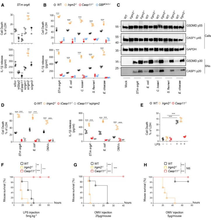 Figure 1. IFN-inducible protein Irgm2 restrains caspase-11-dependent response to Gram-negative bacteria.